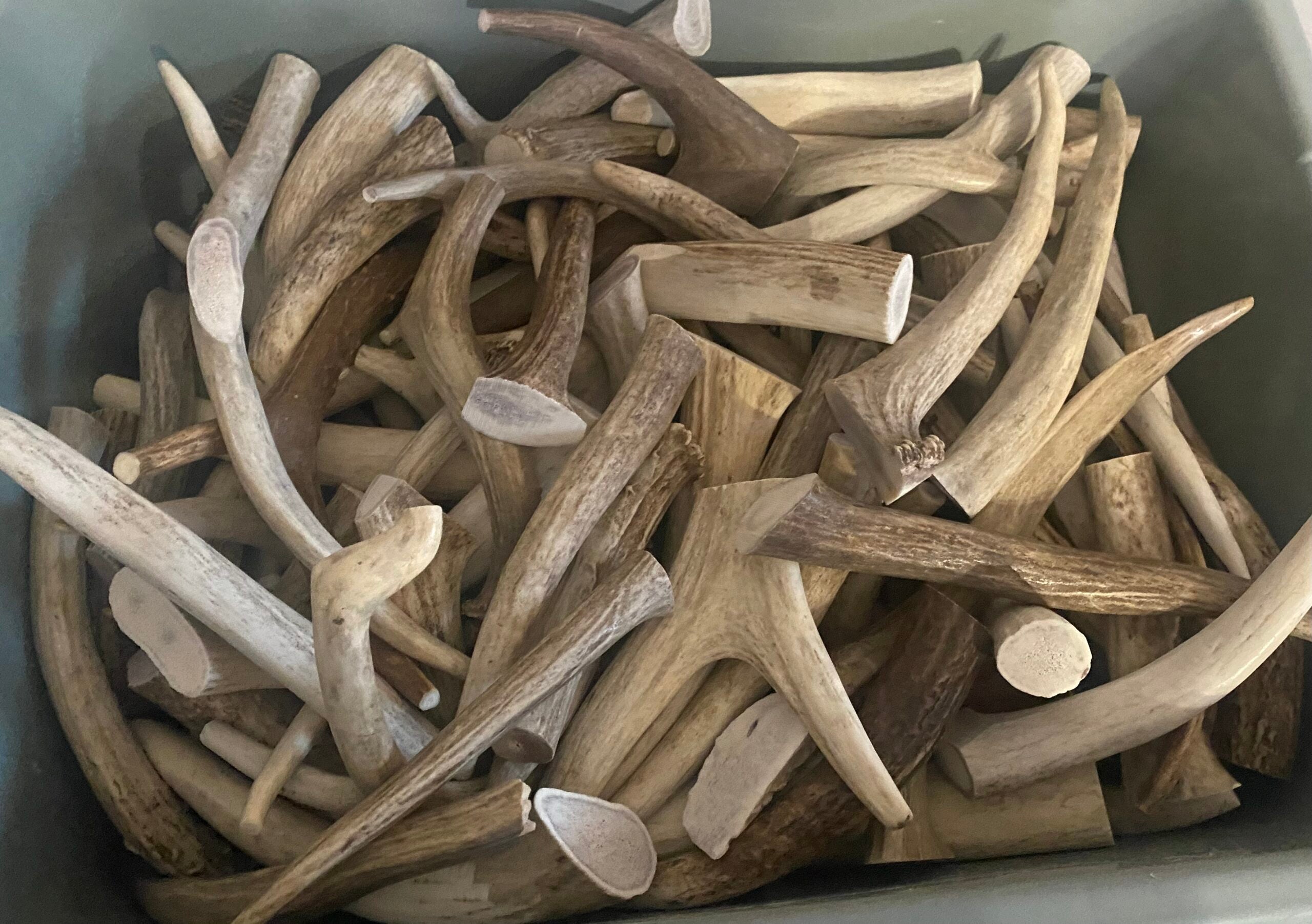 Medium Deer Antler