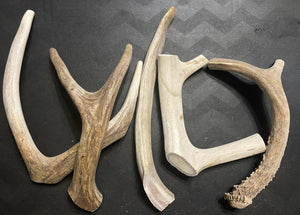 Large Deer Antler