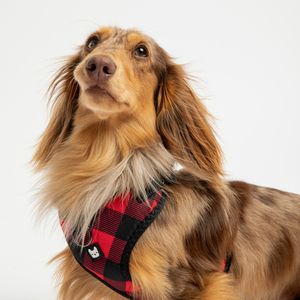 Red Plaid Harness